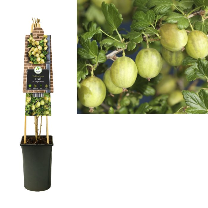 Ribes uva-crispa 'Invicta' +3.0 label, D 17