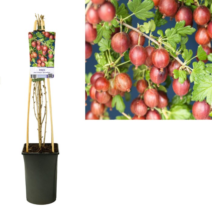 Ribes uva-crispa 'Spinefree' +light label, D 17