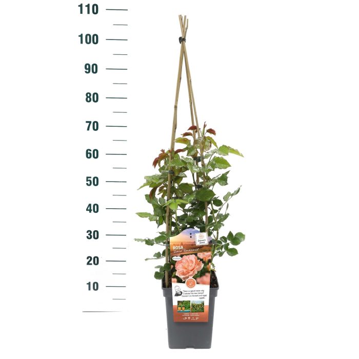Rosa 'Bonita Renaissance' - Klim - VP5 - Exclusive Collection, D 23