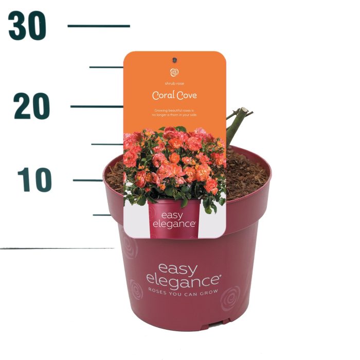 Rosa 'Coral Cove' - Struik - P19 - Easy Elegance, D 19