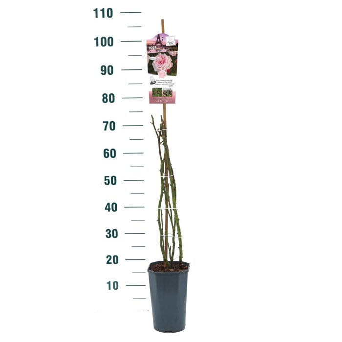 Rosa 'Marlis Renaissance' - Klim - C3rp - Exclusive Collection, D 19