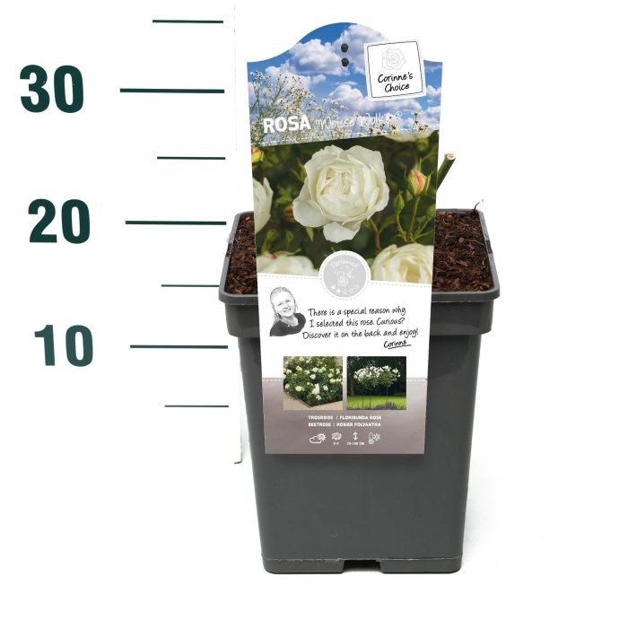 Rosa 'Weisse Wolke' - Struik - VP5 - Categorie 3, D 23
