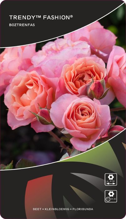 Rosa (F) Trendy™Fashion® Stam 70, D 26