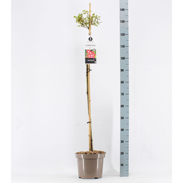 Rosa (Rambler) Libertas ®, 110 cm, C7.5, D 26