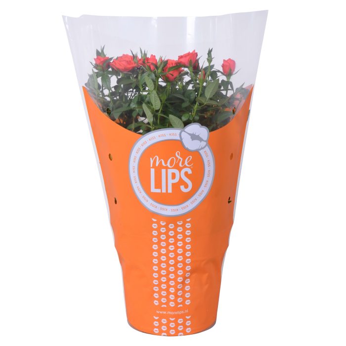 Rosa Favourite Roses orange MoreLips, D 17