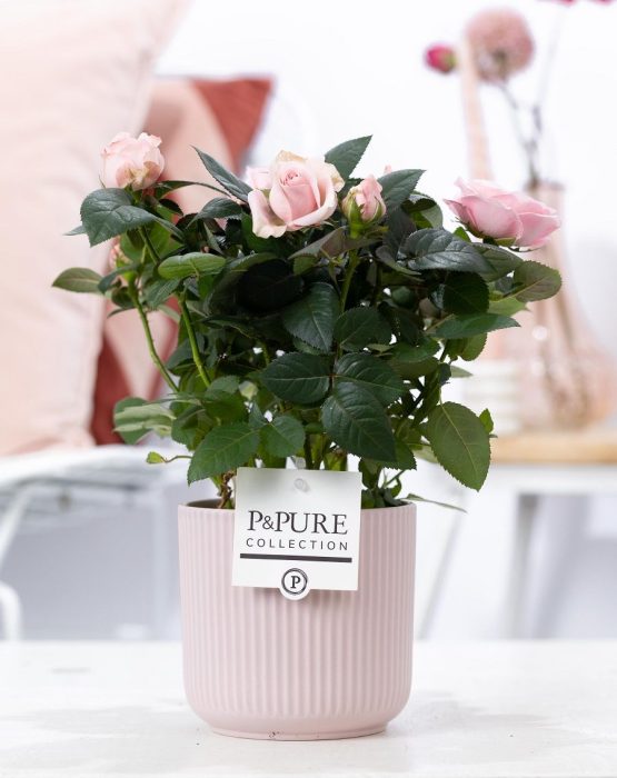 Rosa light pink in P&PURE Sophie ceramics pink, D 12
