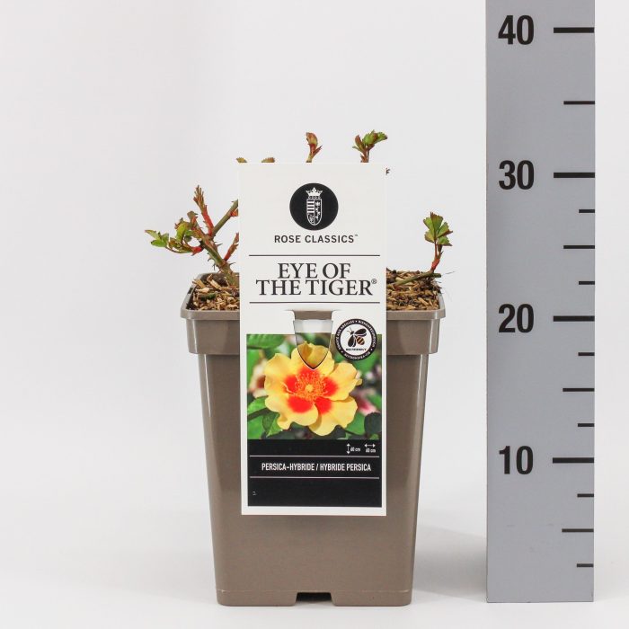 Rosa Persica Eye of the Tiger ®, C5, D 23