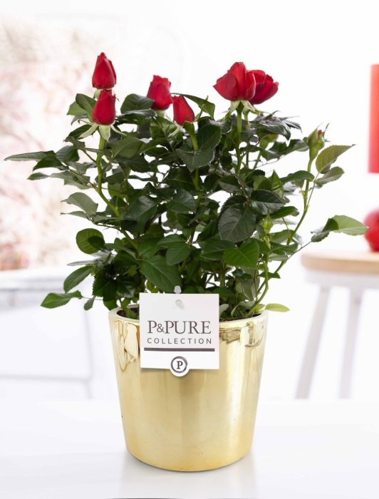 Rosa red in P&PURE Laryssa ceramics shiny gold, D 12