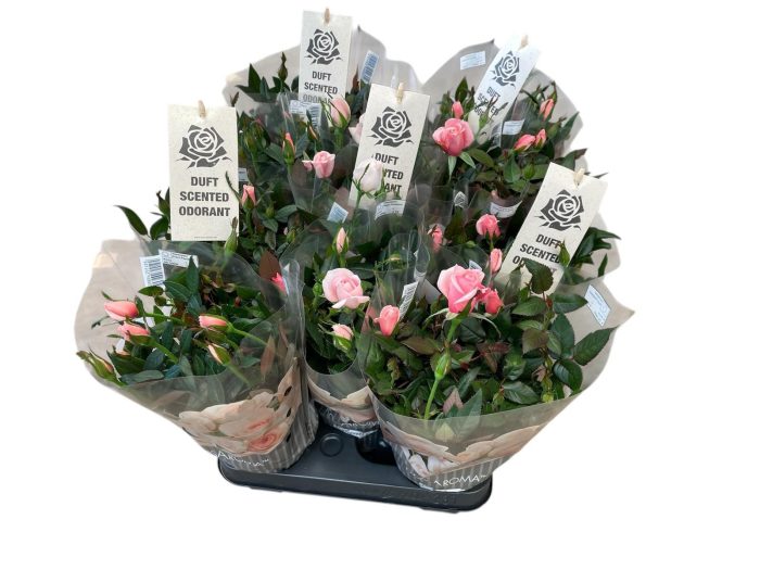 ROSA-HYBRID 'Mix', D 11