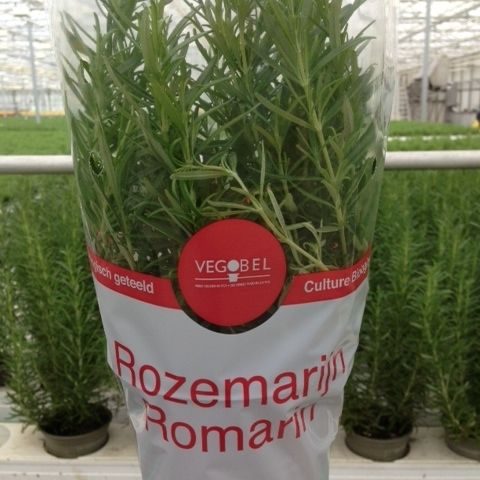 Rozemarijn P12, D 12