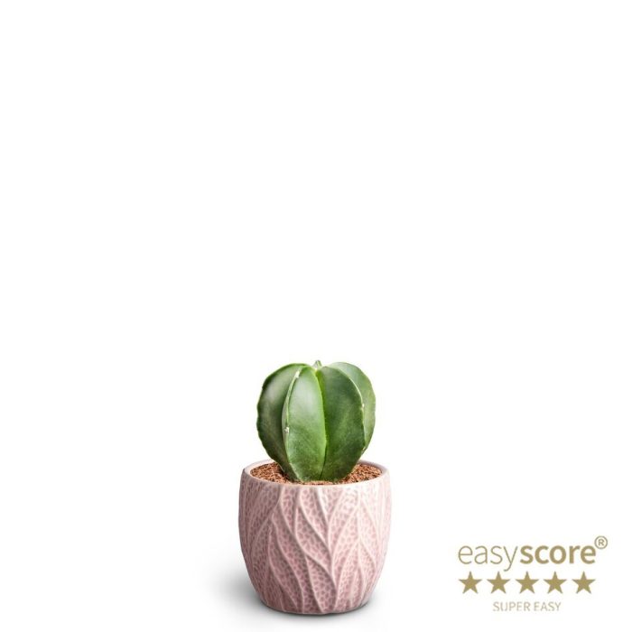 Leaf Rosa, Cactus astrophytum, D 7