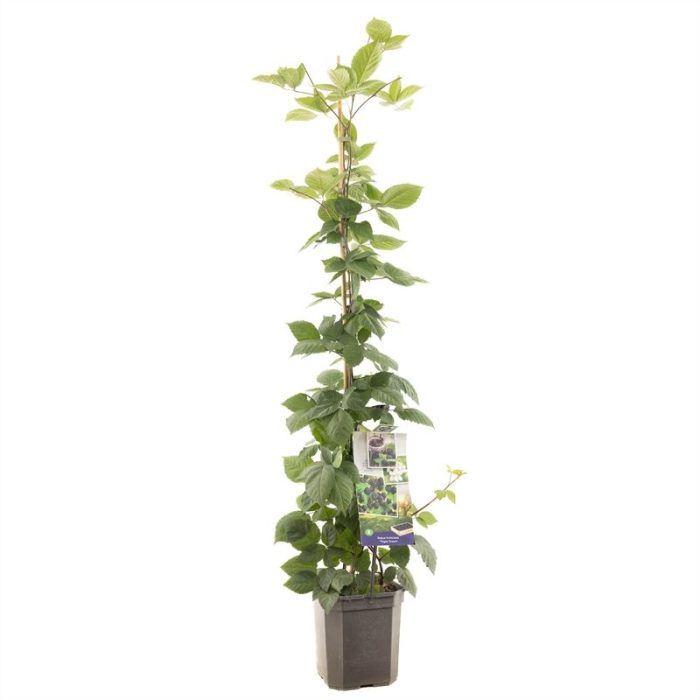 Rubus frut. Triple Crown P24 Doornloze braam, D 24