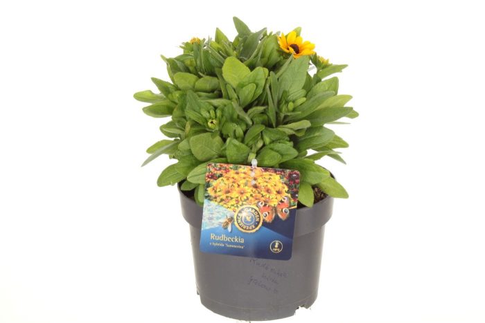 Rudbeckia hirta Rudy Mini Yellow Black, D 17
