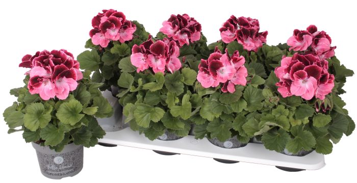 Pelg. Bella Donna Roze-Rood 12cm, D 12