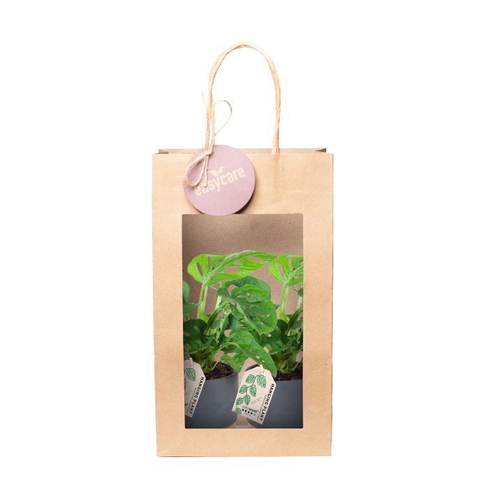 Paperbag Woodbase Liquorice, Monstera Adansonii, D 9