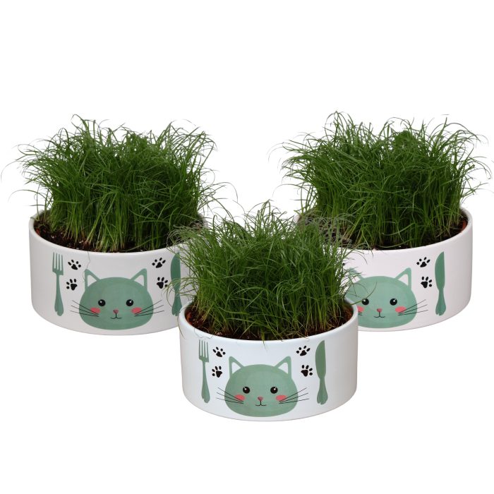 Kattenvoerbak in 3 kleuren met Cyperus alternifolius Zumula, D 16