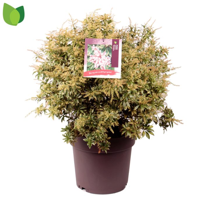 Pieris japonica 'Variegata' C13/P31, D 31