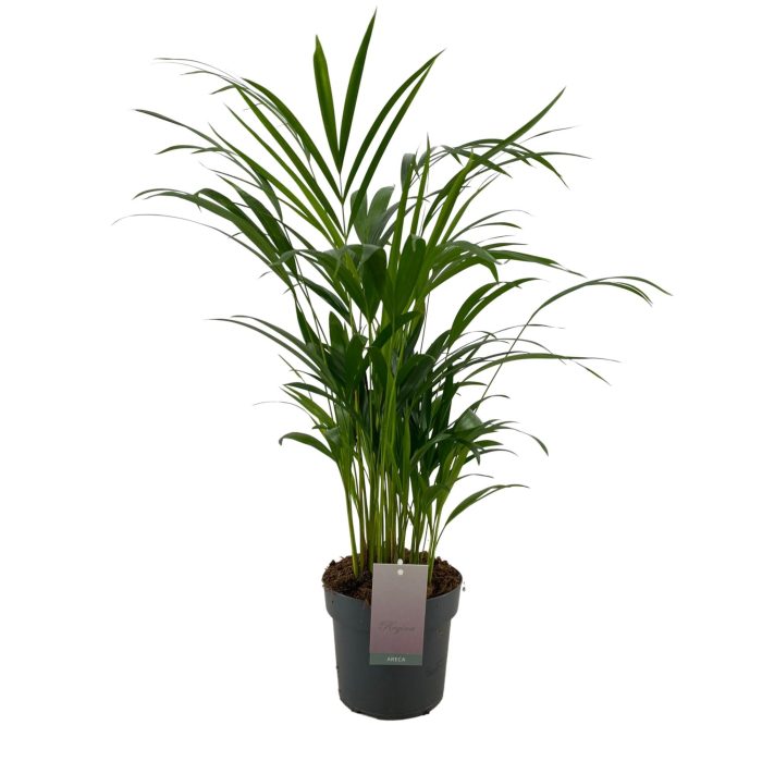 Dypsis Lutescens p17, D 17