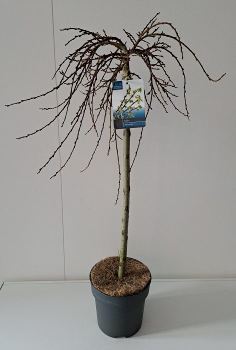 Salix Arbuscula stam 60, D 19