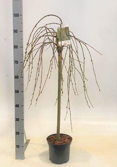 Salix caprea 'Pendula', D 19