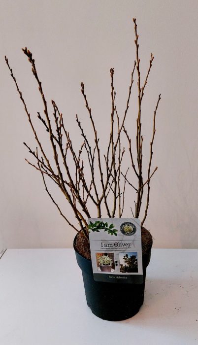 Salix Helvetica bush p19, D 19