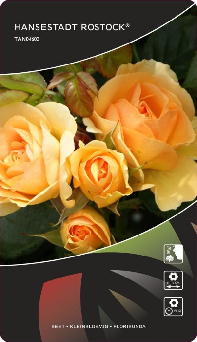 Rosa (F) Hansestadt Rostock® Stam 90, D 26