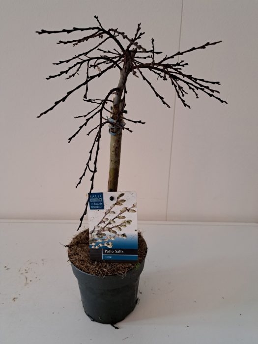 Salix Iona stam 30, D 12