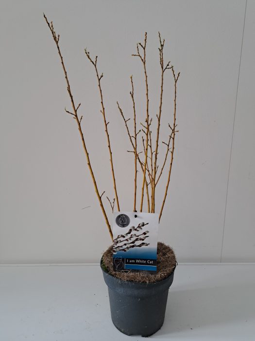Salix Tetrapla Bush P17, D 17