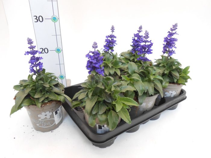 Salvia farinacea, D 13