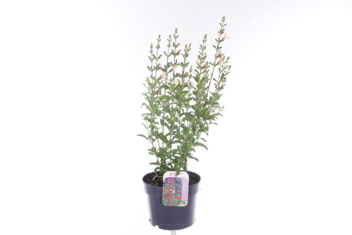 Salvia microphylla Salvinio Lemon, D 17