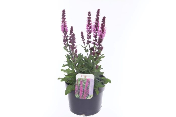 Salvia nemorosa Katsjing, D 17