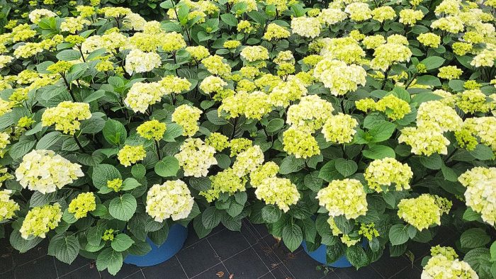 Hydrangea Merlin white 35+ bloemen, D 45