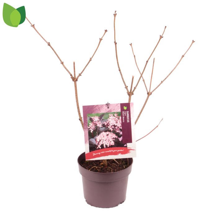 Sambucus nigra 'Black Beauty' C3/P19, D 19