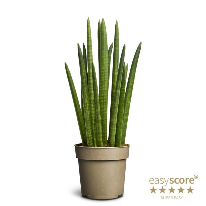 Sansevieria cylindrica ´Rocket´, D 14
