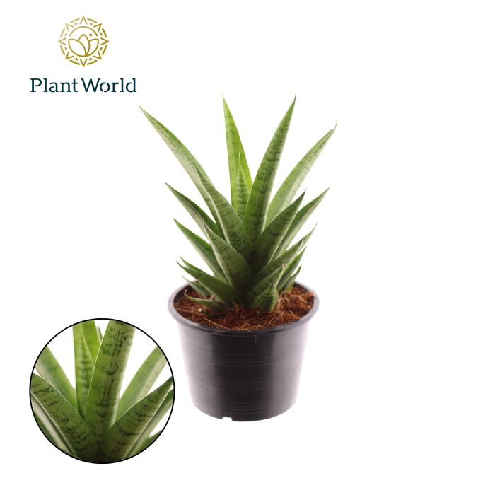 Sansevieria Lotus, D 14