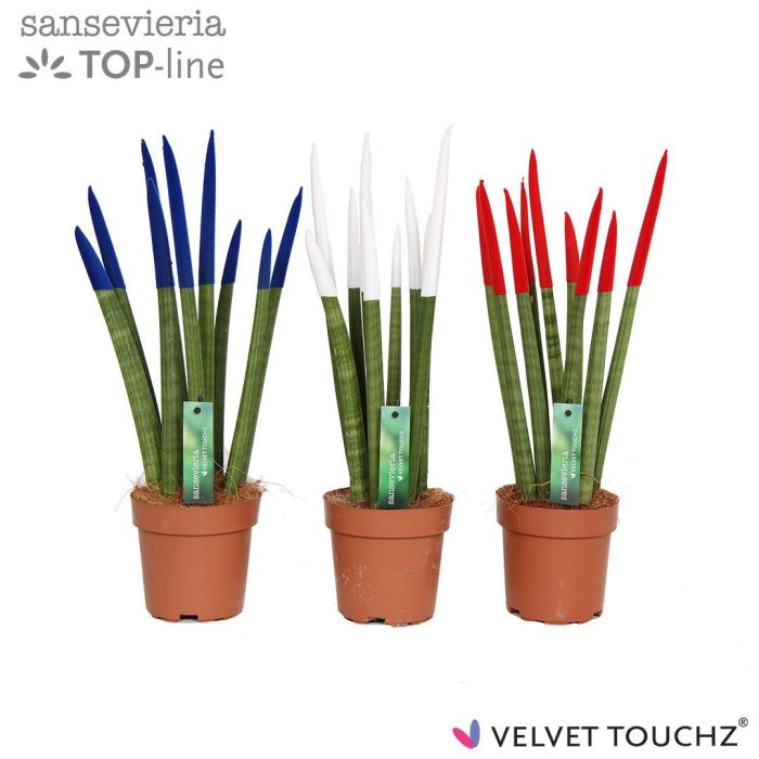 Sansevieria VELVET TOUCHZ® Frankrijk/Nederland, D 12