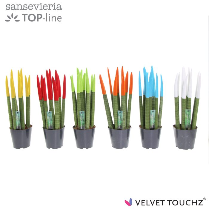 Sansevieria VELVET TOUCHZ® Mix P12, D 12