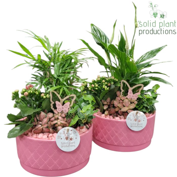 SC003 Loes Pink Mix, D 18