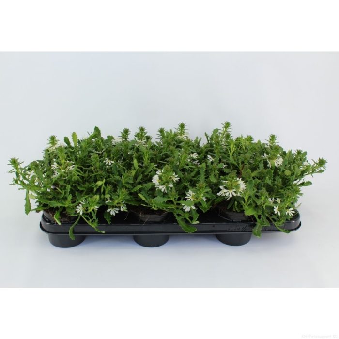 Scaevola Toppot White, D 10,5