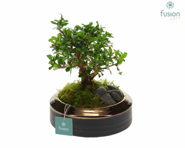 Schaal keramiek brons Medium met Bonsai, D 19