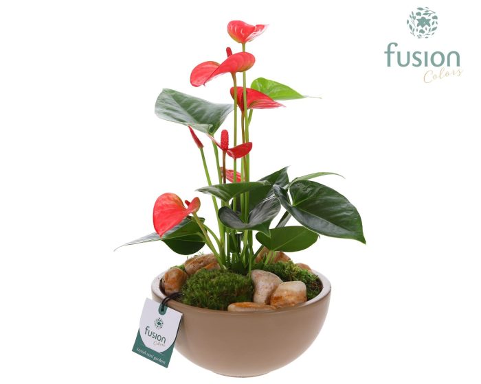 Schaal keramiek Moon Medium beige met Anthurium, D 18