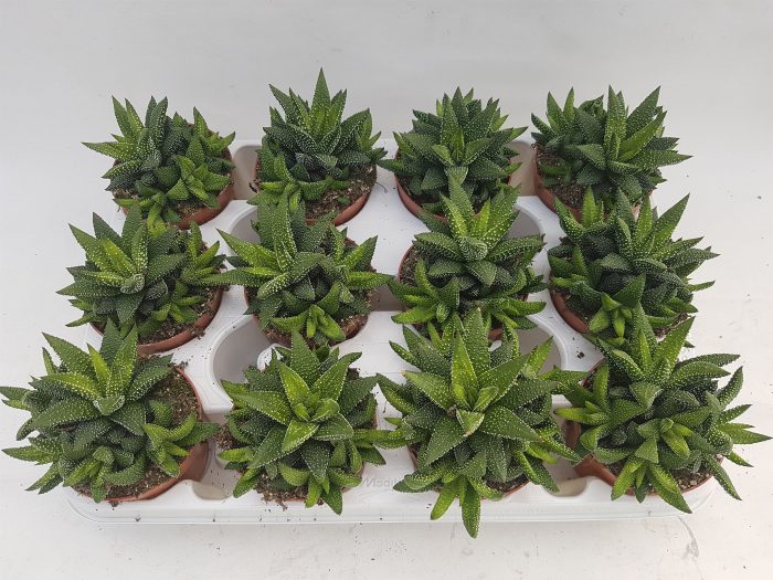 Haworthia enon, D 8,5