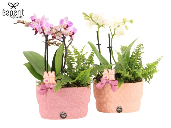 22043: Lovess arrangement, D 17