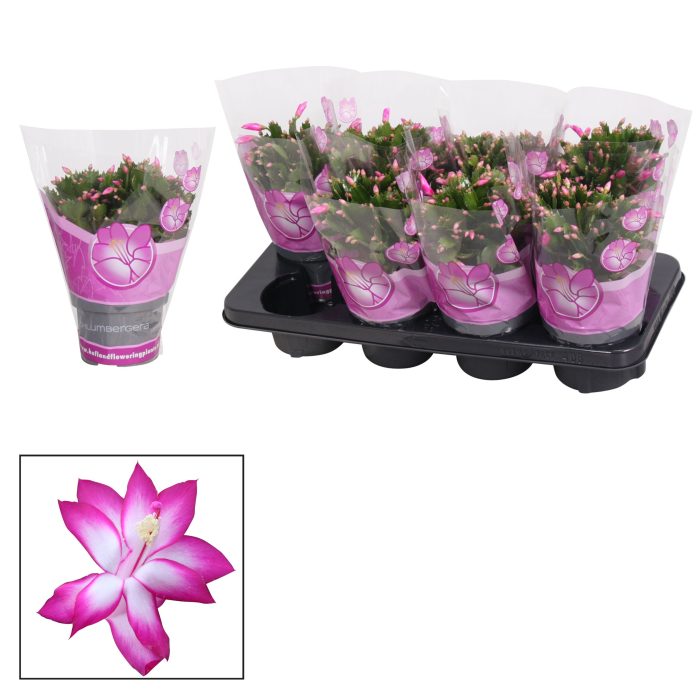 Schlumbergera - 13 cm - Purple (Jolly Dancer), D 13