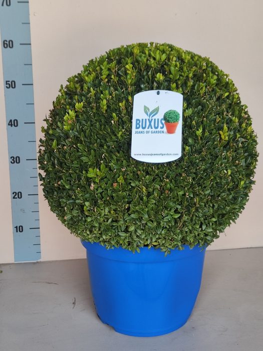 Buxus sempervirens bol CC 2 laag, D 30