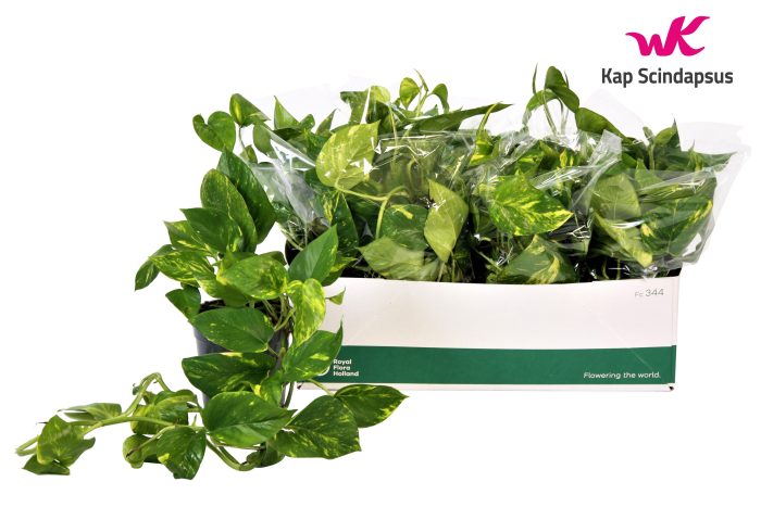 Scindapsus (Epipremnum) Aureum GEEN HANGPOT 15cm, D 15
