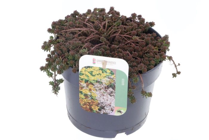 Sedum album Coral Carpet, D 17