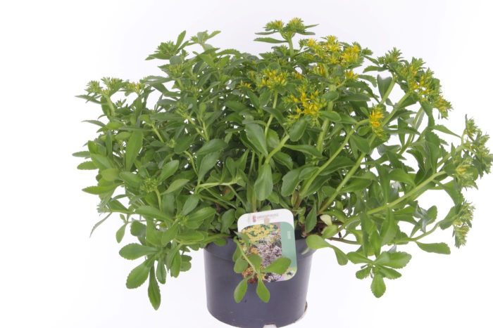 Sedum kamtschaticum The Edge, D 17