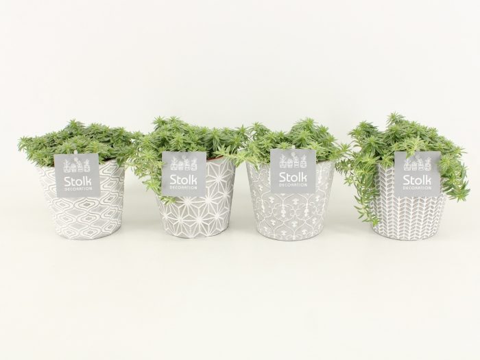 Sedum Lineare in Star pot, D 13