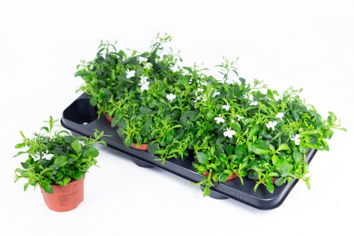 Lobelia Laguna White 10,5, D 10,5